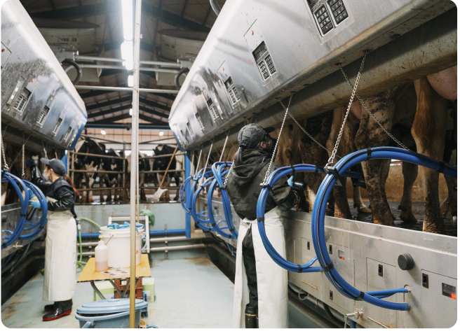 Work in the milking parlor. Two months after the move, the cows are getting used to milking.