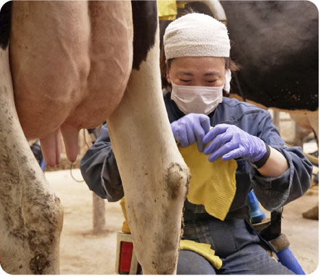 Besides robotic milking, pipeline milkers and parlors are utilized according to the style of the cowshed.