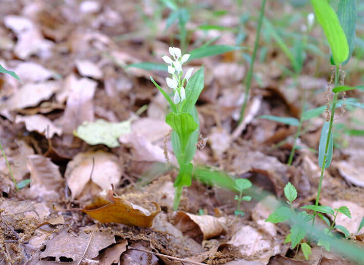 Photo: Silver orchid