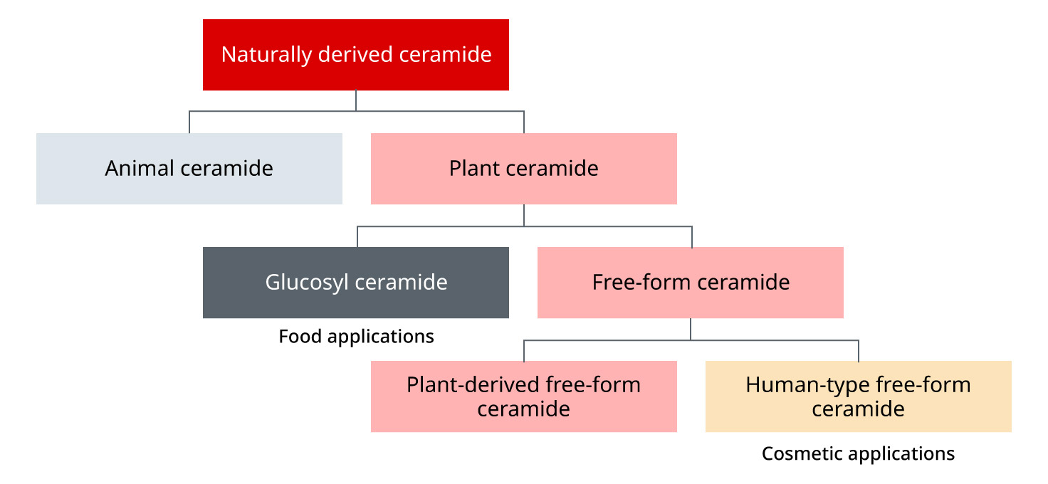 figure of classification chart of ceramides