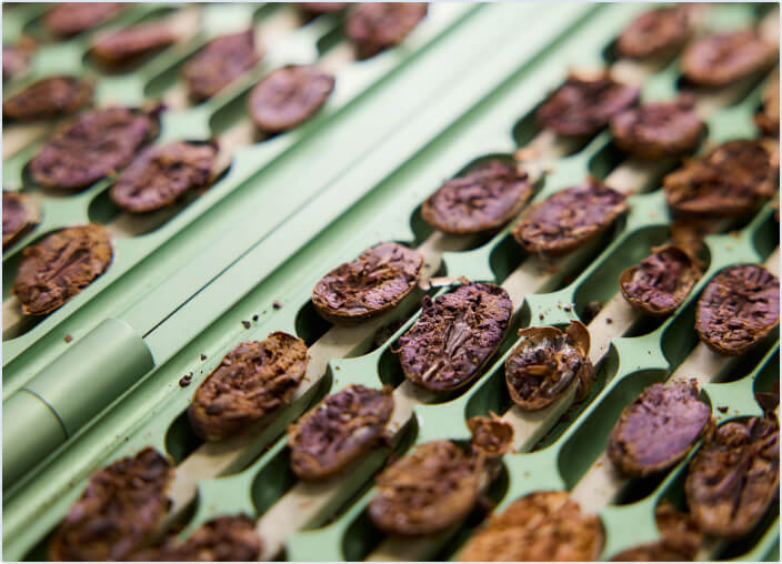 photo of dried cocoa beans