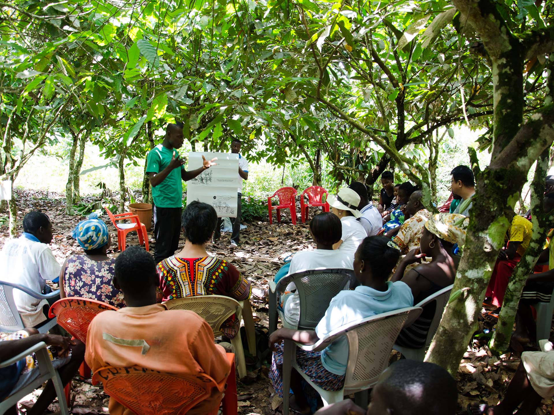 Photo: Villagers learn about the cocoa harvesting process