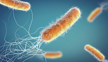 photo of bacteria