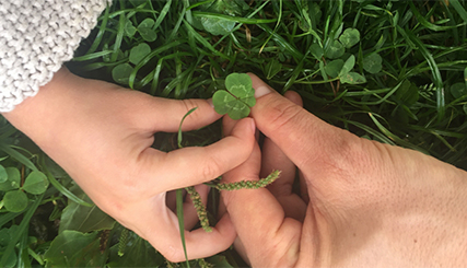 photo of a hand touching a clover