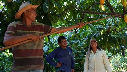 photo of a cocoa farmers harvesting cocoa