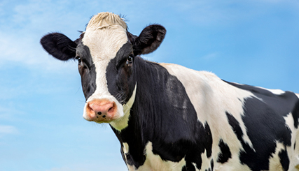 photo of Tackling Methane Emissions from Dairy Farming, One Cow Burp at a Time