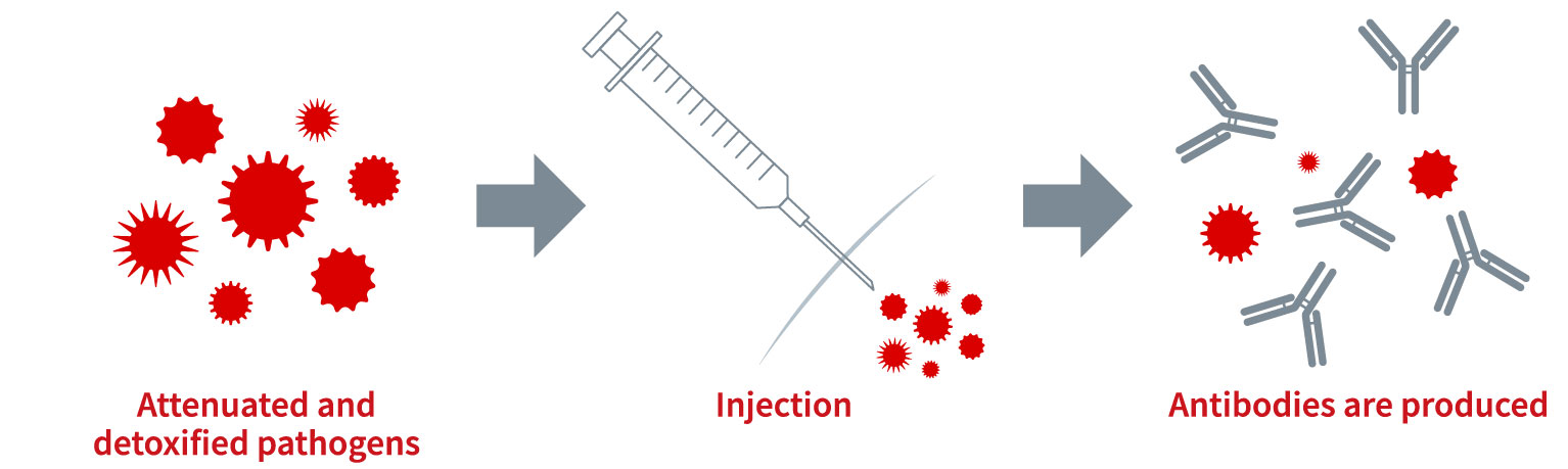 figure of antibody production via vaccination