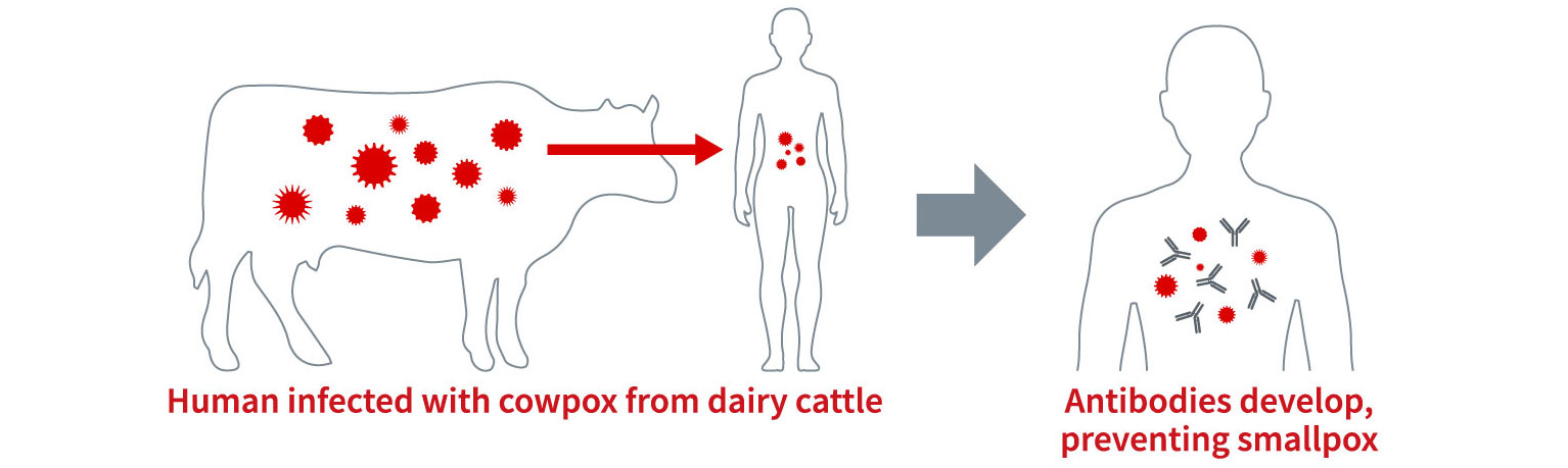 figure of preventing smallpox through cowpox infection