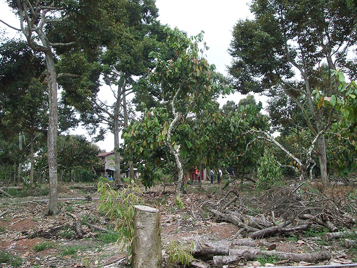 photo of a cacao farm in Malaysia