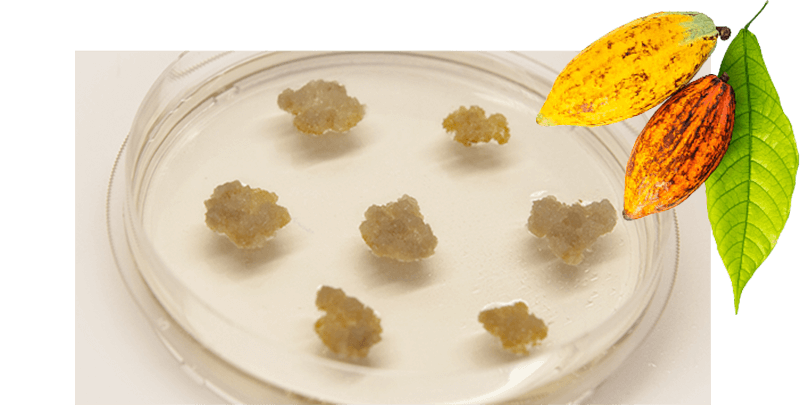 画像：細胞培養カカオ