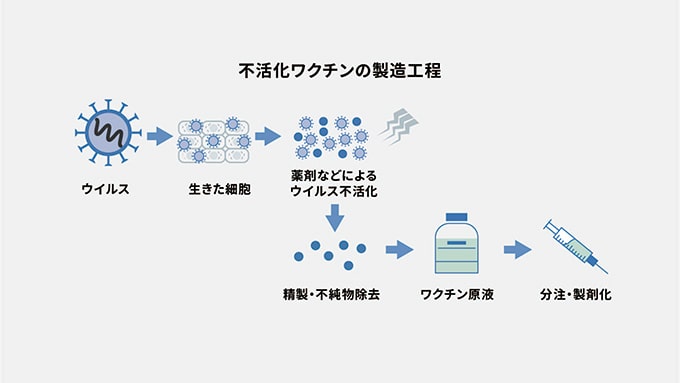 イラスト：不活化ワクチンの製造工程