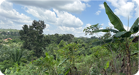 学校の裏庭で開墾した畑