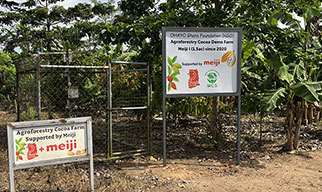 カカオと樹木が共生する農園