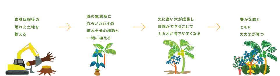 森林伐採後の荒れた土地を整える → 森の生態系にならいカカオの苗木を他の植物と一緒に植える → 先に高い木が成長し日陰ができることでカカオが育ちやすくなる → 豊かな森とともにカカオが育つ