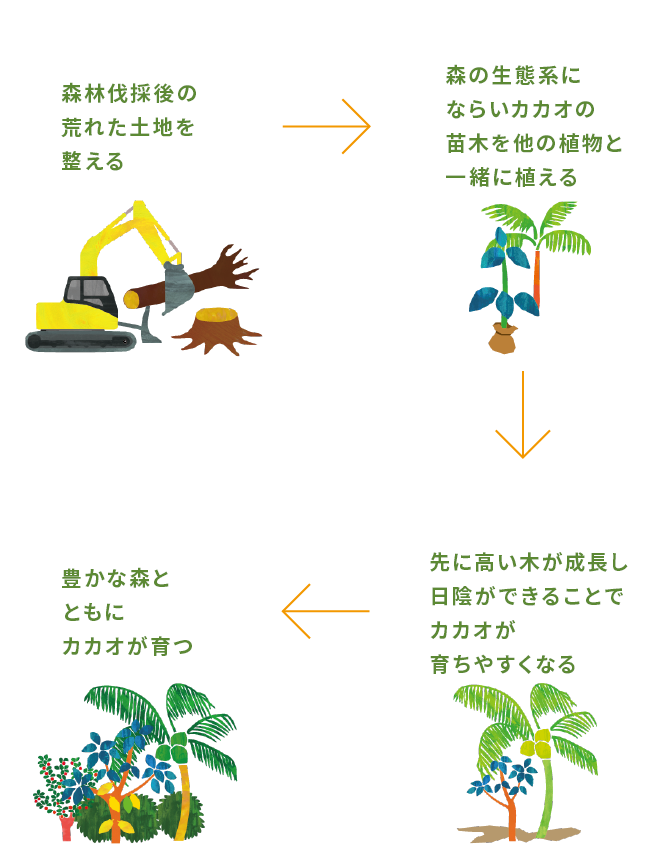 森林伐採後の荒れた土地を整える → 森の生態系にならいカカオの苗木を他の植物と一緒に植える → 先に高い木が成長し日陰ができることでカカオが育ちやすくなる → 豊かな森とともにカカオが育つ