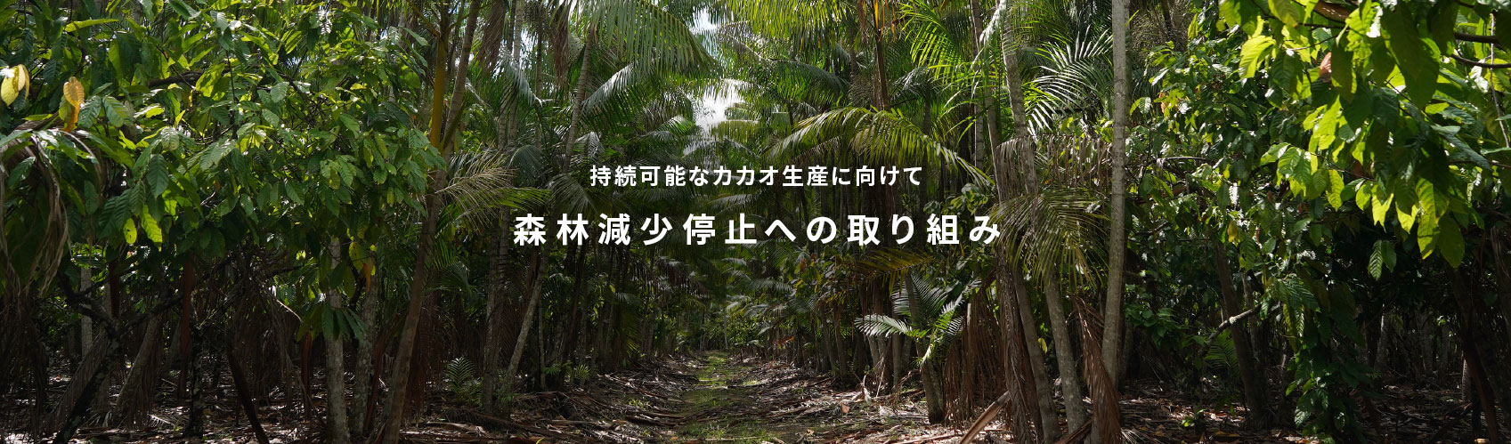 持続可能なカカオ生産に向けて 森林減少停止への取り組み