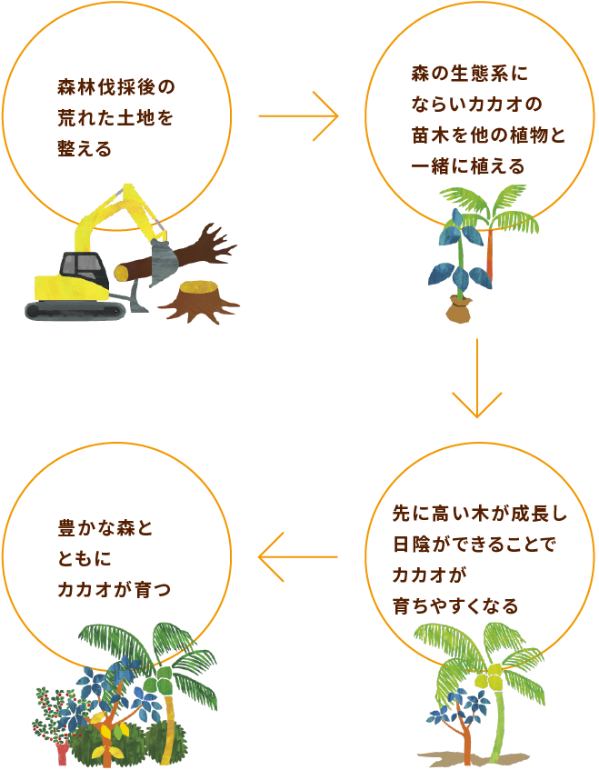 森林伐採後の荒れた土地を整える → 森の生態系にならいカカオの苗木を他の植物と一緒に植える → 先に高い木が成長し日陰ができることでカカオが育ちやすくなる → 豊かな森とともにカカオが育つ