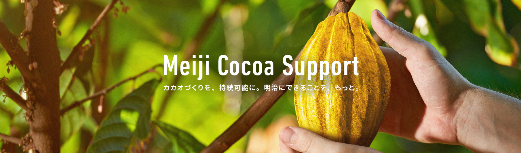 Meiji Cocoa Support カカオづくりを、持続可能に。明治にできることを、もっと。