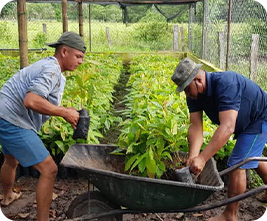 農園での植樹作業