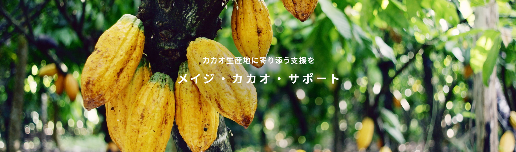 カカオ生産地に寄り添う支援を メイジ・カカオ・サポート