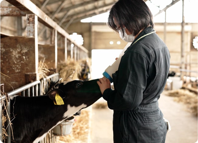 仔牛にミルクを飲ませる佐藤千鶴さん（亮輔さんの妻）。 現在、農場のスタッフ7名と家族4名でシフトを組んで営農中。