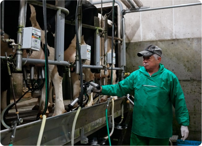 出産してすぐの牛の搾乳をする佐藤社長。 牛の目を見れば、熱があるなどの不調もわかるそう。