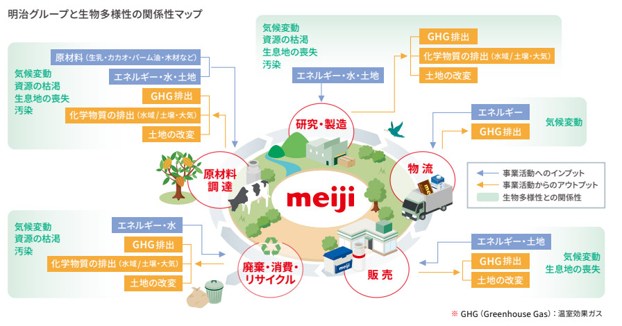 イラスト：明治グループと生物多様性の関係性をまとめた図。原材料調達、研究・製造、物流、販売、廃棄・消費・リサイクルの各段階で、気候変動、資源の枯渇、生息地の喪失、汚染などの観点で生物多様性とさまざまな関係性があります。