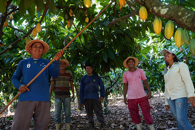 写真：カカオ豆の収穫